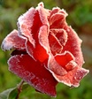 frosted_rose.jpg