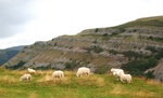 mountain_sheep.jpg