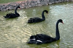 three_black_swans.jpg